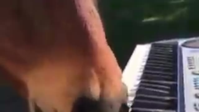 Horse play piano