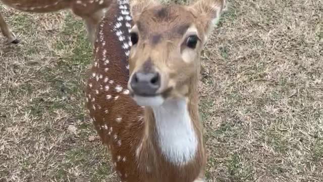 Deer BARKS loudly!