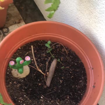 Cali Gardening🧑‍🌾