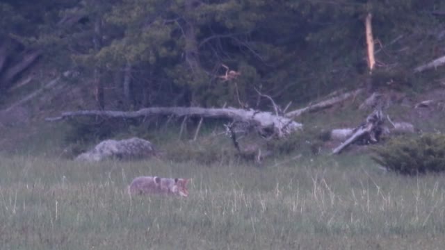 Coyote Dining at Dusk