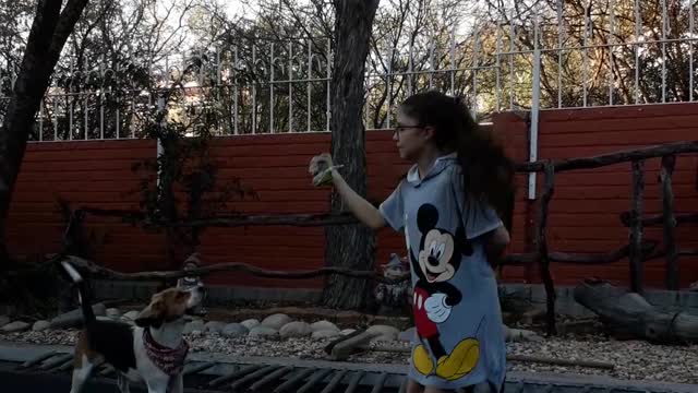 Curious Beagle Wants To Learn How To Jump On A Trampoline