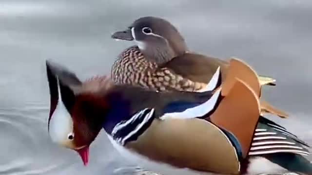 See the beauty and magnificence of this bird