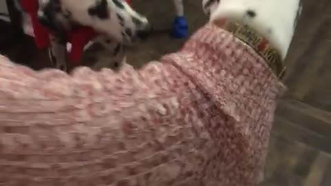 Dalmatian stands in red jacket and blue socks