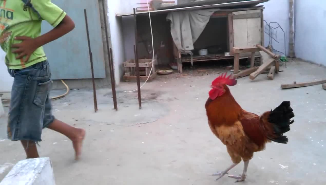 Angry Rooster a children!!!