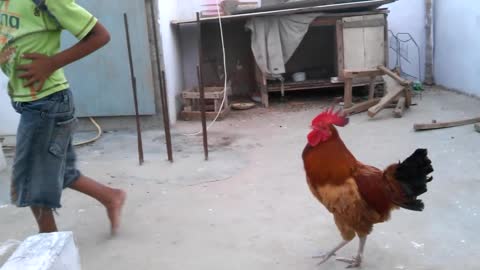 Angry Rooster a children!!!