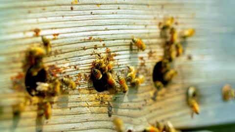 Closeup of Bees in a Beekeeping Pod