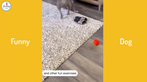 Cute and funny dog moments | Stress free moments. Get a dog
