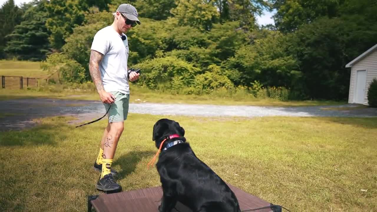 How to Train your Dog Safely Off Leash