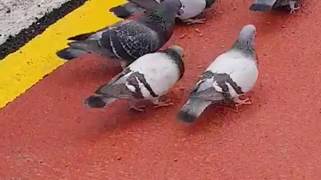 Pigeons rob street cats of food.