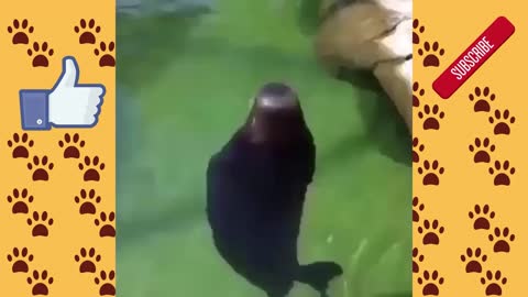 Lustige Tiere zum totlachen