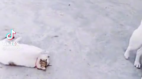 INTELLIGENCE PETS FUNNY TIKTOK VIDEO