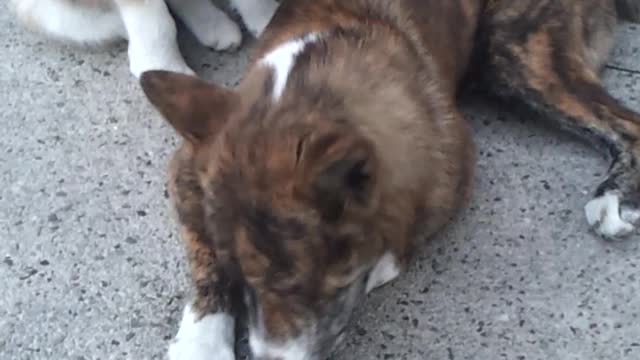 Baby husky playing with Jindo dog