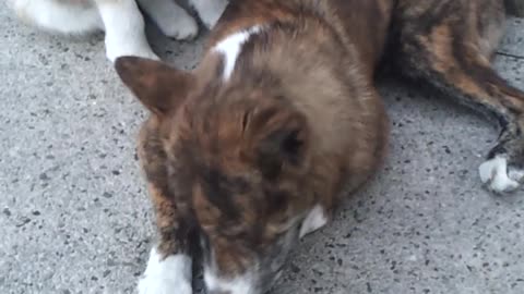 Baby husky playing with Jindo dog