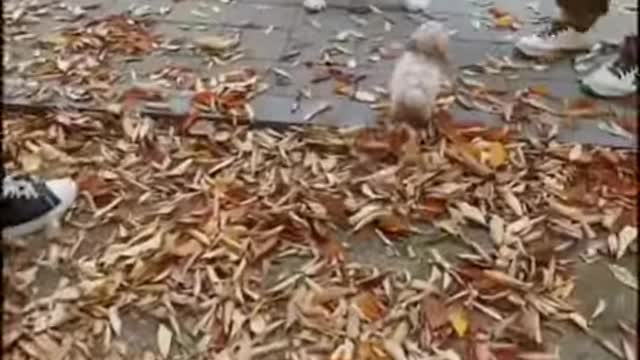 A big dog is afraid of a small puppy
