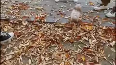A big dog is afraid of a small puppy
