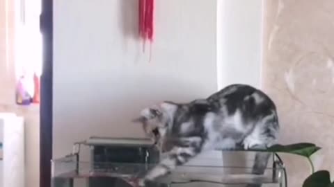 Naughty cat is funny