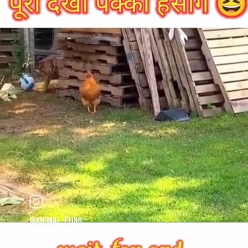 Dogs funny moments with hen 🤣