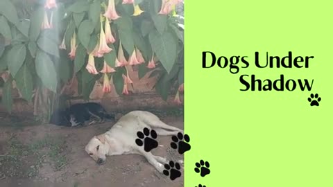 Dogs Under Shadow