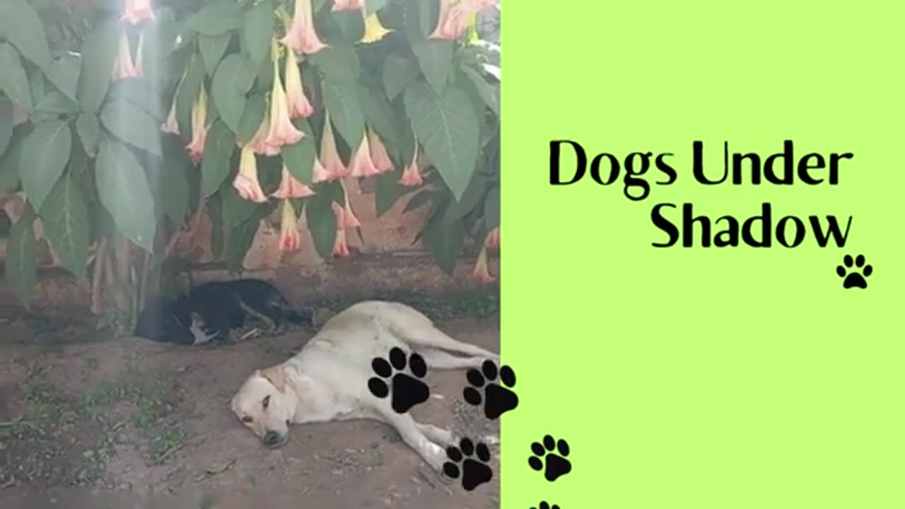 Dogs Under Shadow