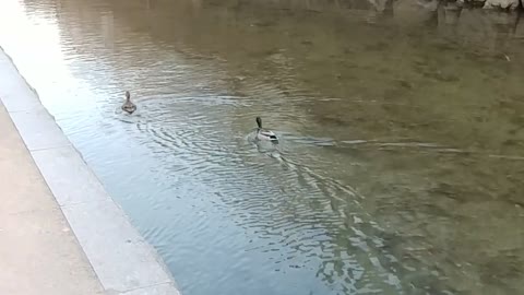 A duck in South Korea