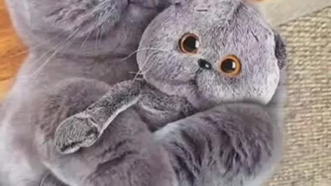 Cat_video_edit_by_@cutecatvideos_🥺❤️_(first_edit_:D)#youtubeshorts_#shorts(360p)
