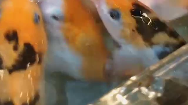 A feeding goldfish