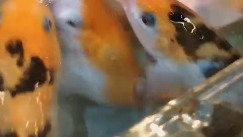 A feeding goldfish