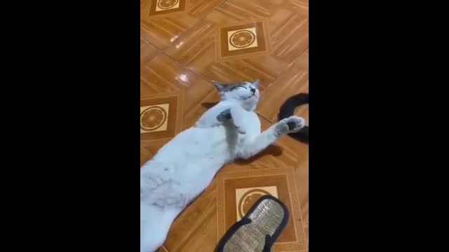 Funny clip with cat