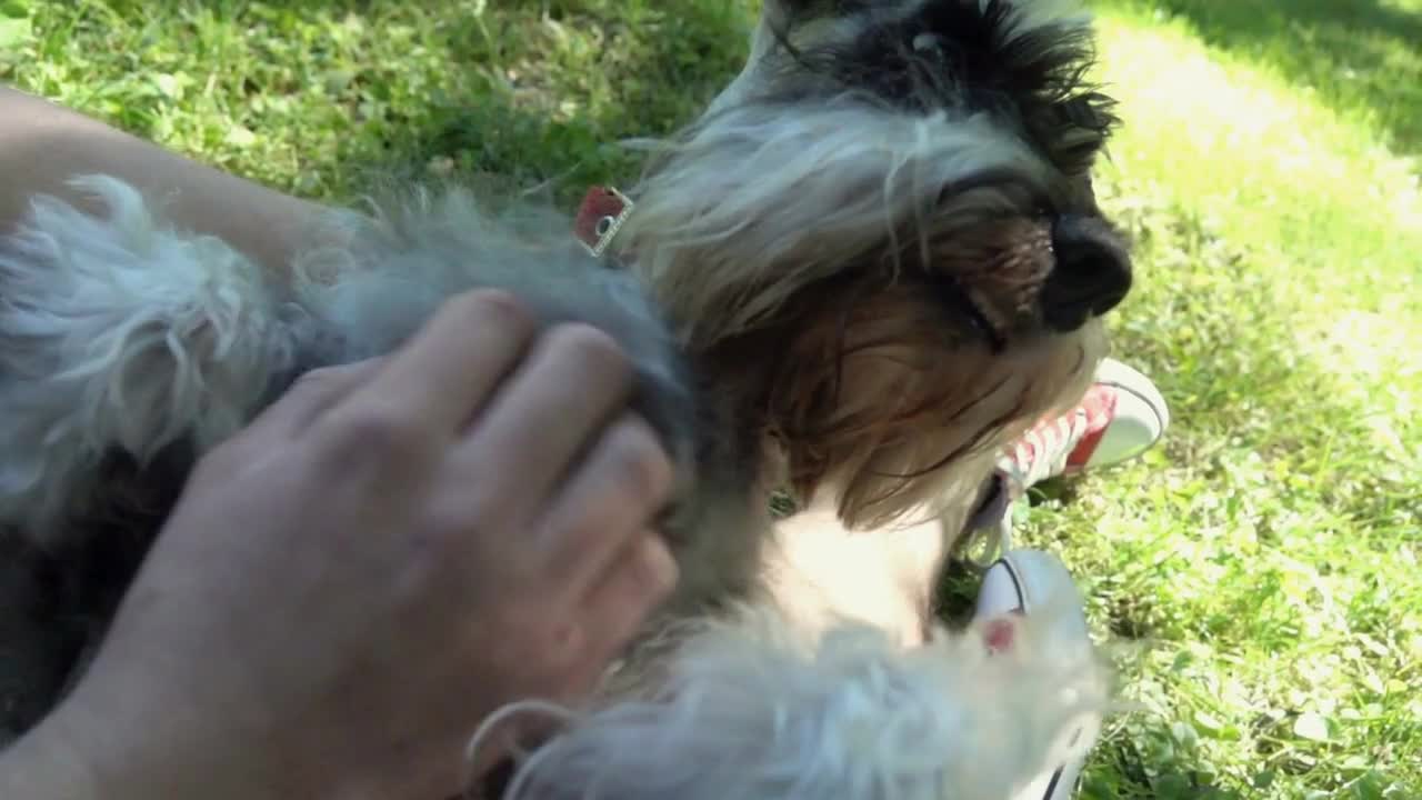 Male's hands stroking dog in the park, slow motion shot