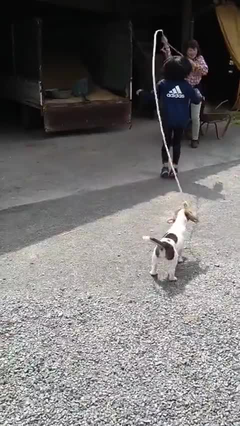 Grandma's puppy is cute because she remembers strange games😊