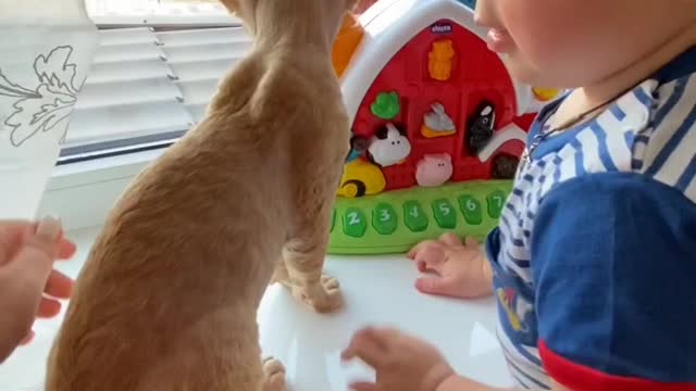 Cute Baby and Cat Playing 🥳|Baby and Cat Fun and Cute - Funny Baby Video|Cats and Babies 😍|#shorts