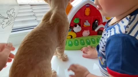 Cute Baby and Cat Playing 🥳|Baby and Cat Fun and Cute - Funny Baby Video|Cats and Babies 😍|#shorts