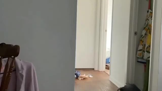 This cat literally trying to scare his owner cute