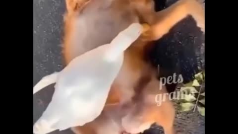 funniest Animals best of the 2020 funny animal videos