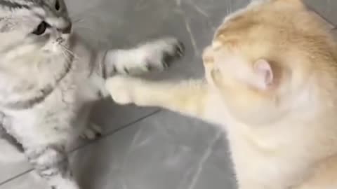 Funny Pets Moments #58