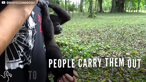 Rescued Monkeys Get Carried To The Forest Every Day So They Can Be Wild Again