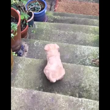 Cute Dog Plays With Pup And Trys To Go Down Garden Steps