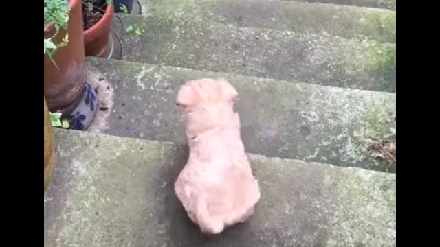 Cute Dog Plays With Pup And Trys To Go Down Garden Steps