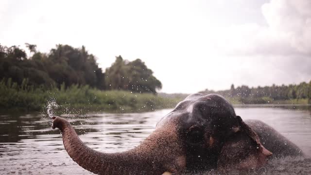 Bathing Elephant