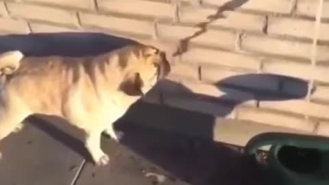 Dumb things animal do