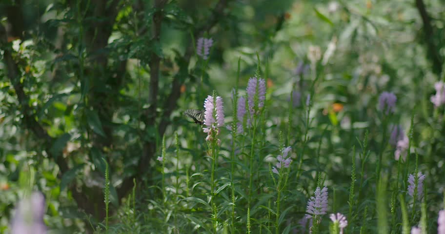 Spring, like a magician, is full of spring wherever she goes.