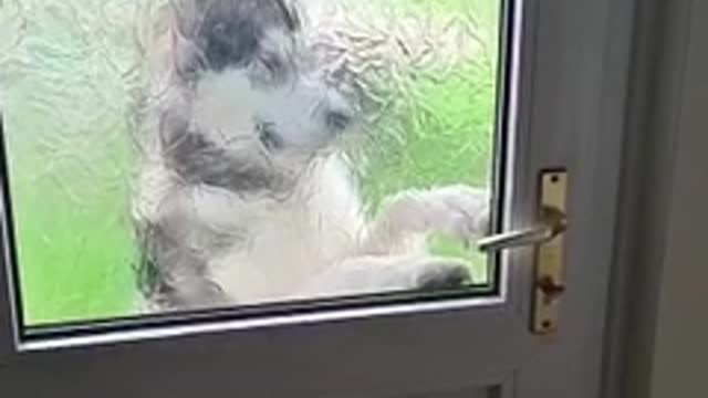 Alaskan Clever Malamute hacks his way into the house by Clever Alaskan