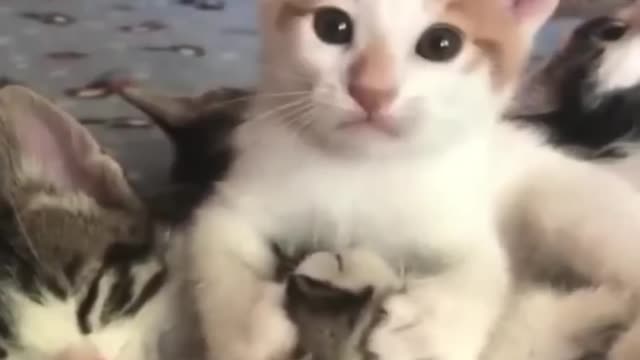 Cat funny video dog funny video 😂