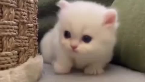 Cute Kittens 2021 #04