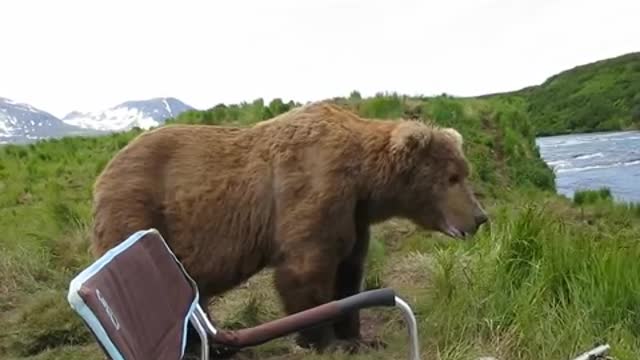 bear sits next to guy and watching river