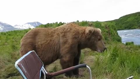 bear sits next to guy and watching river