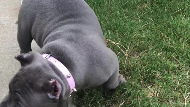 Cutest Female Bully Pup I have Ever Seen!😍 🥰