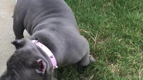 Cutest Female Bully Pup I have Ever Seen!😍 🥰
