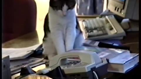 Cat on telephone cat trying to pickup phone