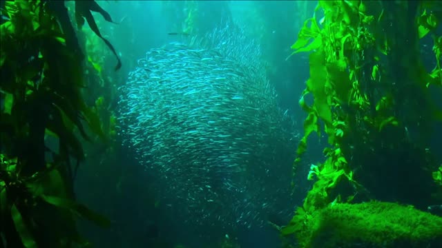 Dancing Fish In The Ocean